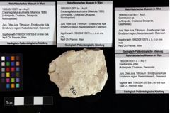 Foto (Objket + Etiketten) von Galatheoidea indet. 